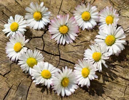 daisies in the shape of a heart on wood background
