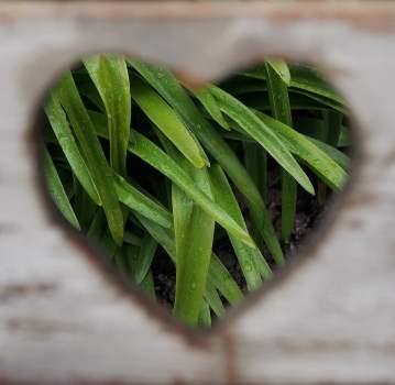 heart shape grass