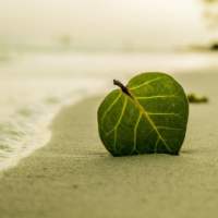 green leaf sticking up in sand by the shore